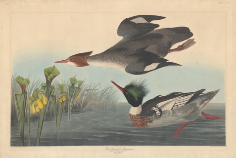 Red-breasted Merganser, 1838.