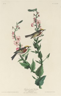 Chestnut-sided Warbler, 1829.