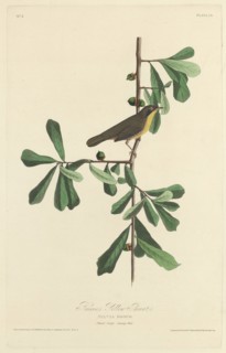 Roscoe's Yellow Throat, 1827.