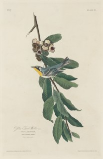 Yellow-throated Warbler, 1830.