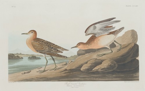 Buff-breasted Sandpiper, 1835.
