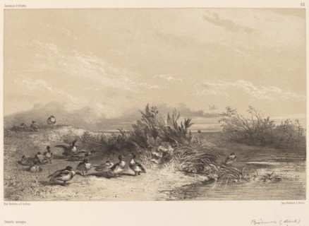 Canards Sauvages. [Wild Ducks].