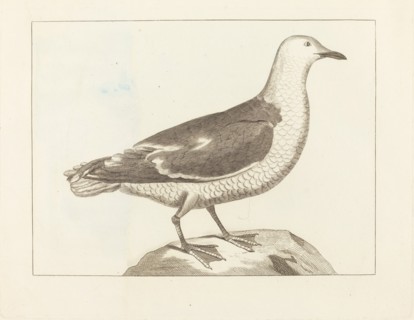 Water Fowl, early 19th century.