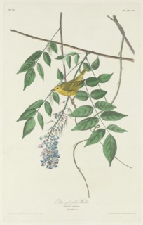 Blue-eyed Yellow Warbler, 1830.