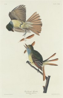 Great Crested Flycatcher, 1832.
