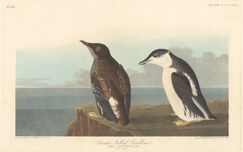 Slender-billed Guillemot, 1838.