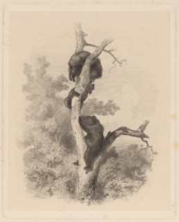 Les Ours (The Bears), 1858/1874.