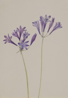 Grass Nut (Brodiaea laxa), 1933.