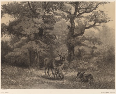 Cerfs au Gagnage. [Deer grazing].