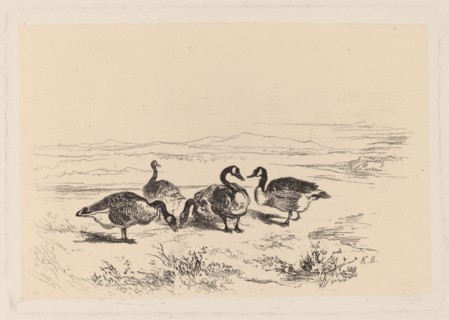 Oies bernacles. [Barnacle geese].