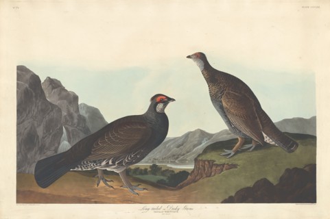 Long-tailed or Dusky Grous, 1837.