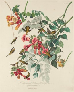 Ruby-throated Humming Bird, 1828.