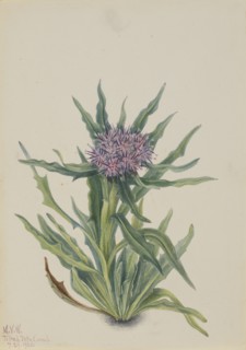 Saussurea (Saussurea densa), 1925.