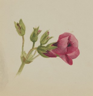 (Untitled--Flower Study), ca. 1876.