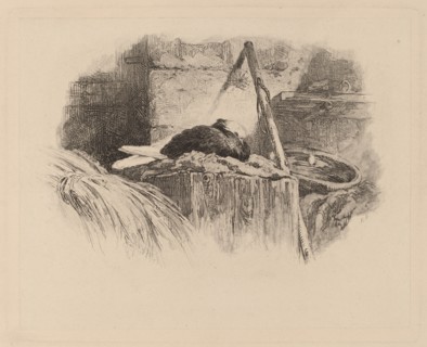 Pigeon sur un nid. [Pigeon on nest].