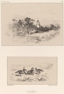 Etudes. [Studies - herons and geese].