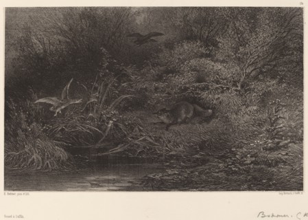 Renard à l'affût. [Fox lying in wait].