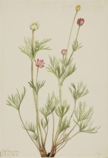 Globe Anemone (Anemone globosa), 1917.
