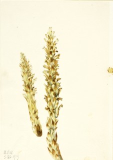 Squawroot (Conopholis americana), 1919.