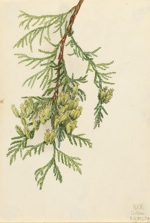 Giant Arborvitae (Thuja plicata), 1923.