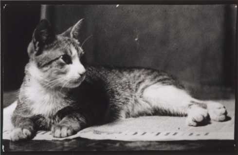Mrs. Thomas Eakins's Cat, c. 1880-1890.