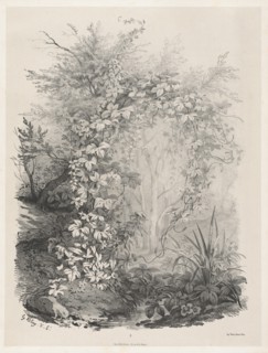 Plants and Ivies by a Stream, 1848/1849.