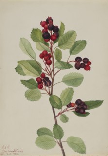 Saskatoon (Amelanchier alnifolia), 1923.