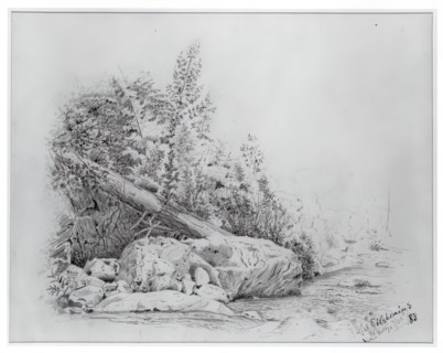 Fallen Tree, Keene Valley, July 25, 1883.