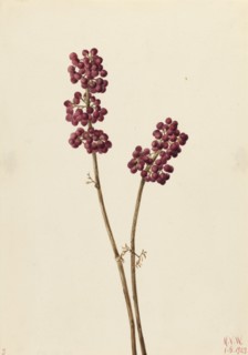 Beauty Berry (Callicarpa americana), 1923.