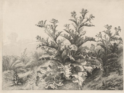 The Great Thistle (Le Grand Chardon), 1843.