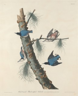 White-breasted Black-capped Nuthatch, 1832.