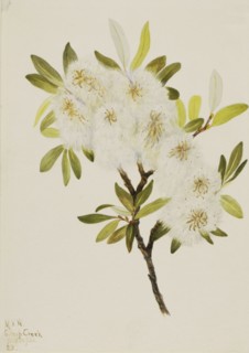 Drummond Willow (Salix drummondiana), 1921.