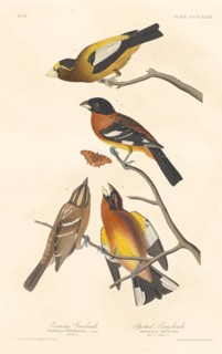 Evening Grosbeak and Spotted Grosbeak, 1837.