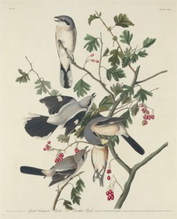 Great American Shrike or Butcher Bird, 1834.