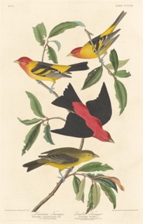 Louisiana Tanager and Scarlet Tanager, 1837.