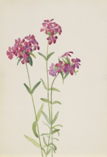 Hairy Phlox (Phlox amoena), ca. early 1930s.