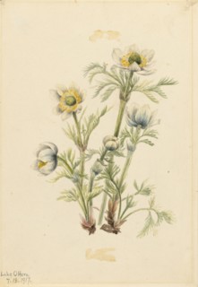 Plume Anemone (Pulsatilla occidentalis), 1917.