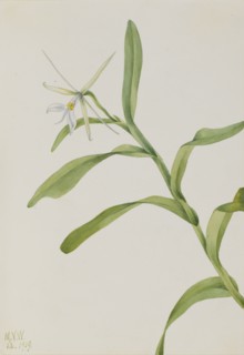 White Epidendrum (Epidendrum nocturnum), 1919.