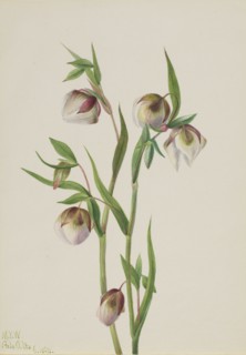 White Fairy Lantern (Calochortus albus), 1933.