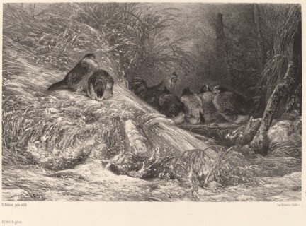 A l'abri du givre. [Sheltering from the frost].