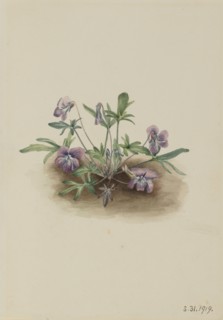 Southern Coast Violet (Viola septemloba), 1919.
