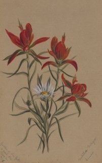 Indian Paintbrush (Castilleja rhexifolia), 1883.