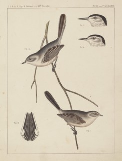 Birds - U.S.P.R.R. Exp. & Surveys, 35th Parallel.