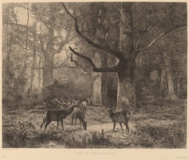 Forêt de Fontainebleau. [Forest of Fontainebleau].