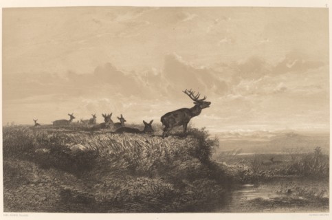 Le Matin. Cerf et Biches. [Morning. Stag and Does].