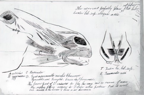 (Untitled) (Anatomical Study Of Horse's Head), 1878.