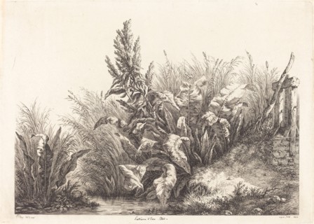 Patience d'eau, étude (Study of a Patience-Dock), 1840.
