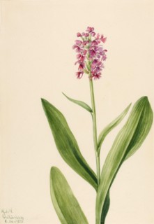 Small Purple Fringe Orchid (Habenaria psychodes), 1932.