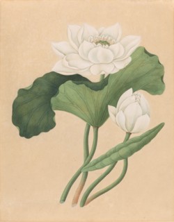 East Indian Lotus (Nelumbo nucifera), late 19th century.