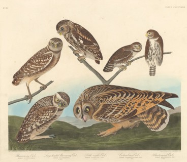 Burrowing Owl, Large-Headed Burrowing Owl andLittle Night Owl, 1838.